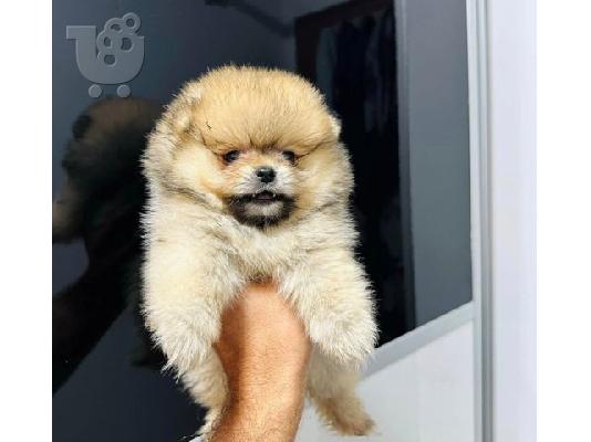 Pomeranians κορυφαίας ποιότητας